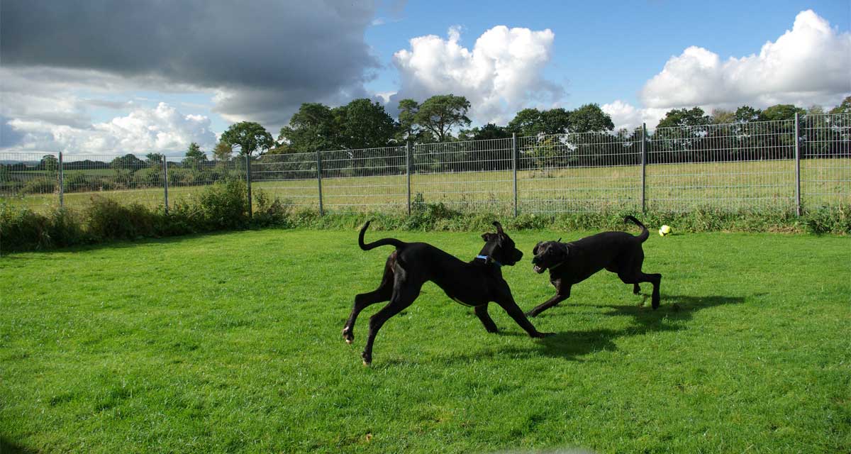 Grays Kennels Dog Kennels Carlisle, Cumbria
